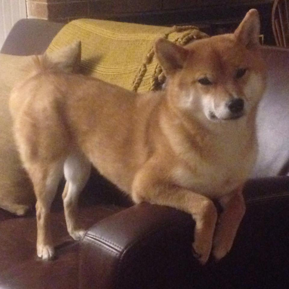 贾瓦迪全程表现沉稳 控场能力突出，贾瓦是什么字