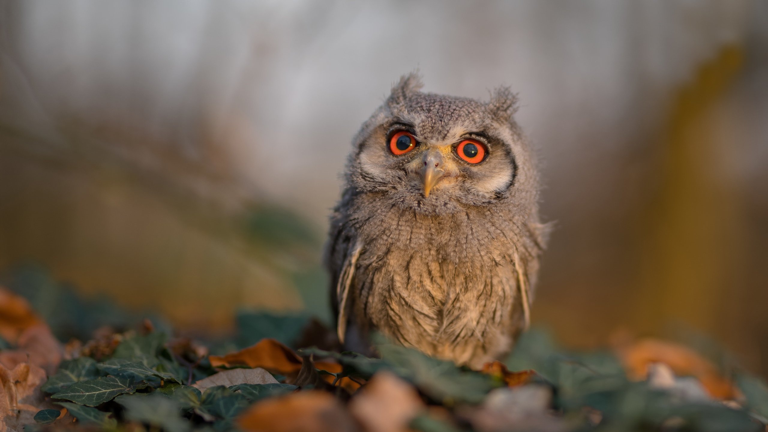 青训比赛引入评分维度促进全面技术能力发展,青训概念