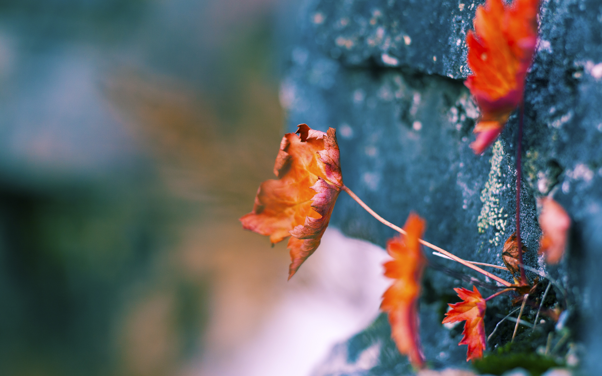 艾比·德尔福:为南非队提供坚实防线,确保零失球纪录,艾比·莱德·弗特